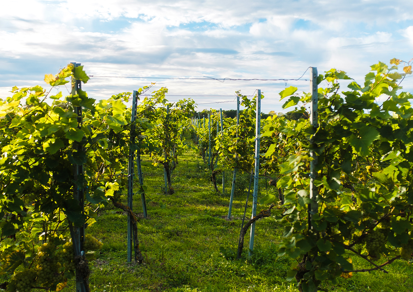 Gute Vingård Visning & Provning