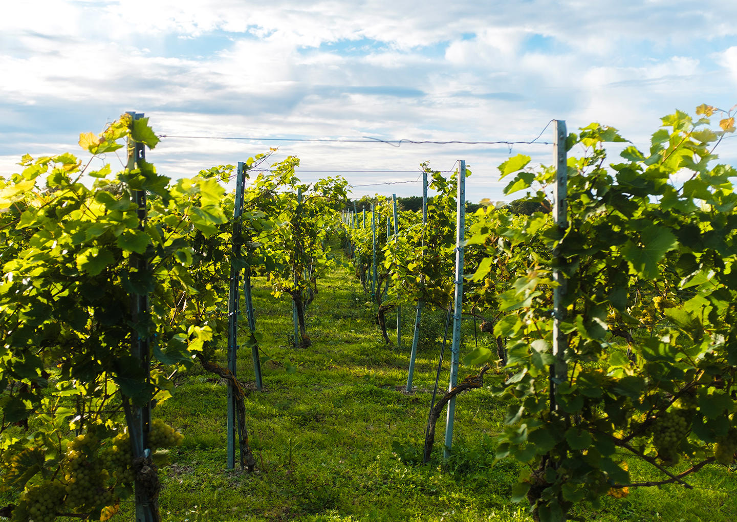 Gute Vingård Visning & Provning