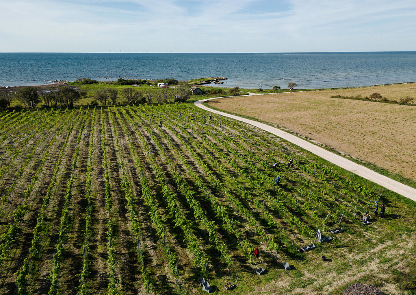 Gute Vingård Weekend