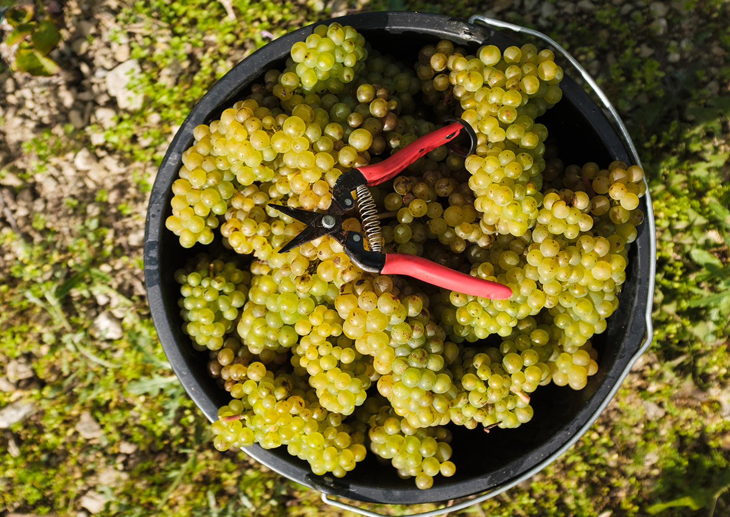 Gute Vingård Visning & provning för två