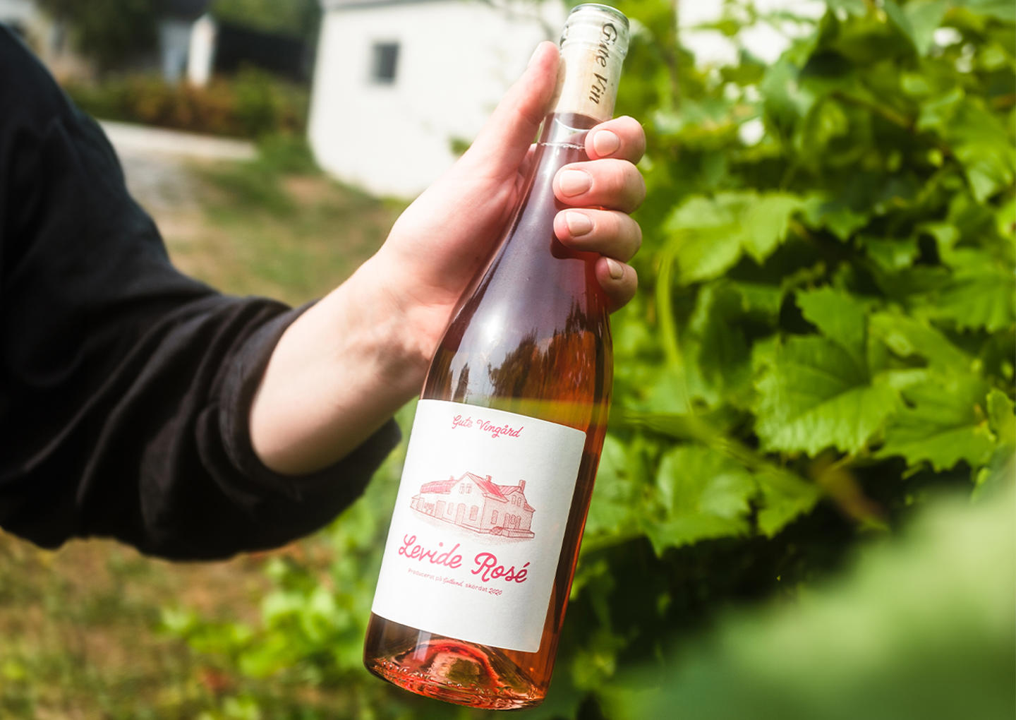 Gute Vingård Visning & Provning