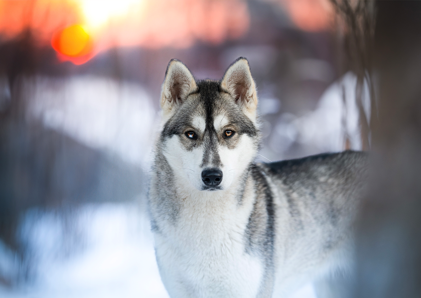 Övernattning på Huskyranch