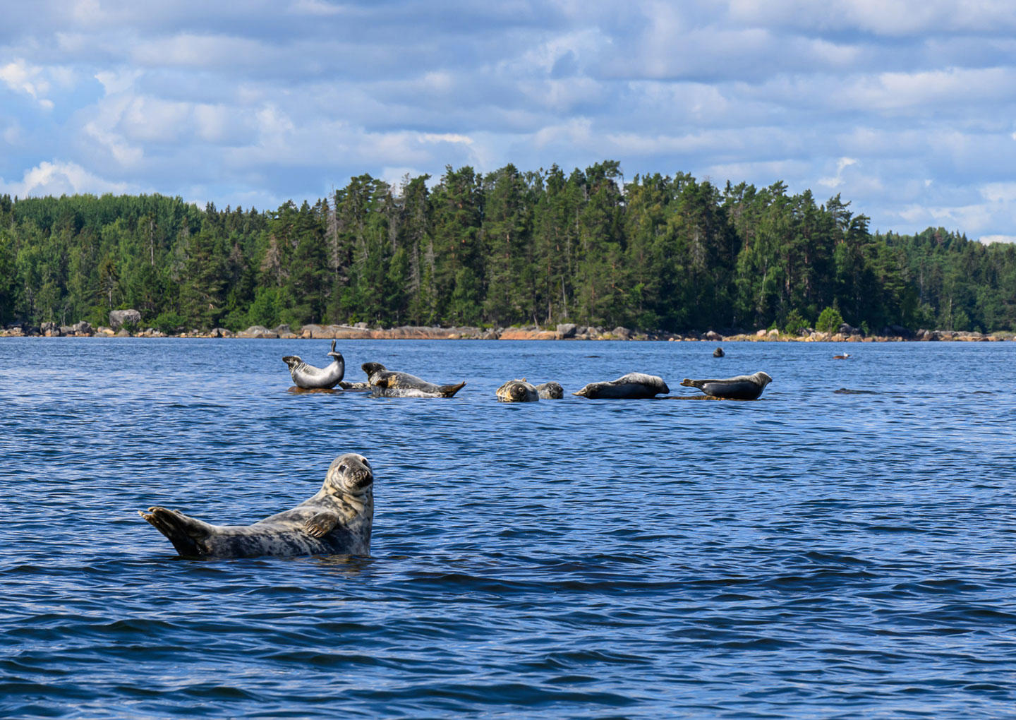 Skärgårdssafari