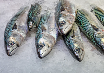 Makrillfiske
