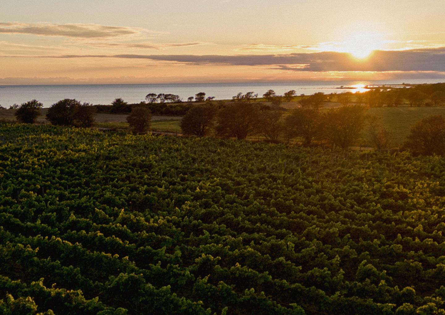 Gute Vingård Weekend