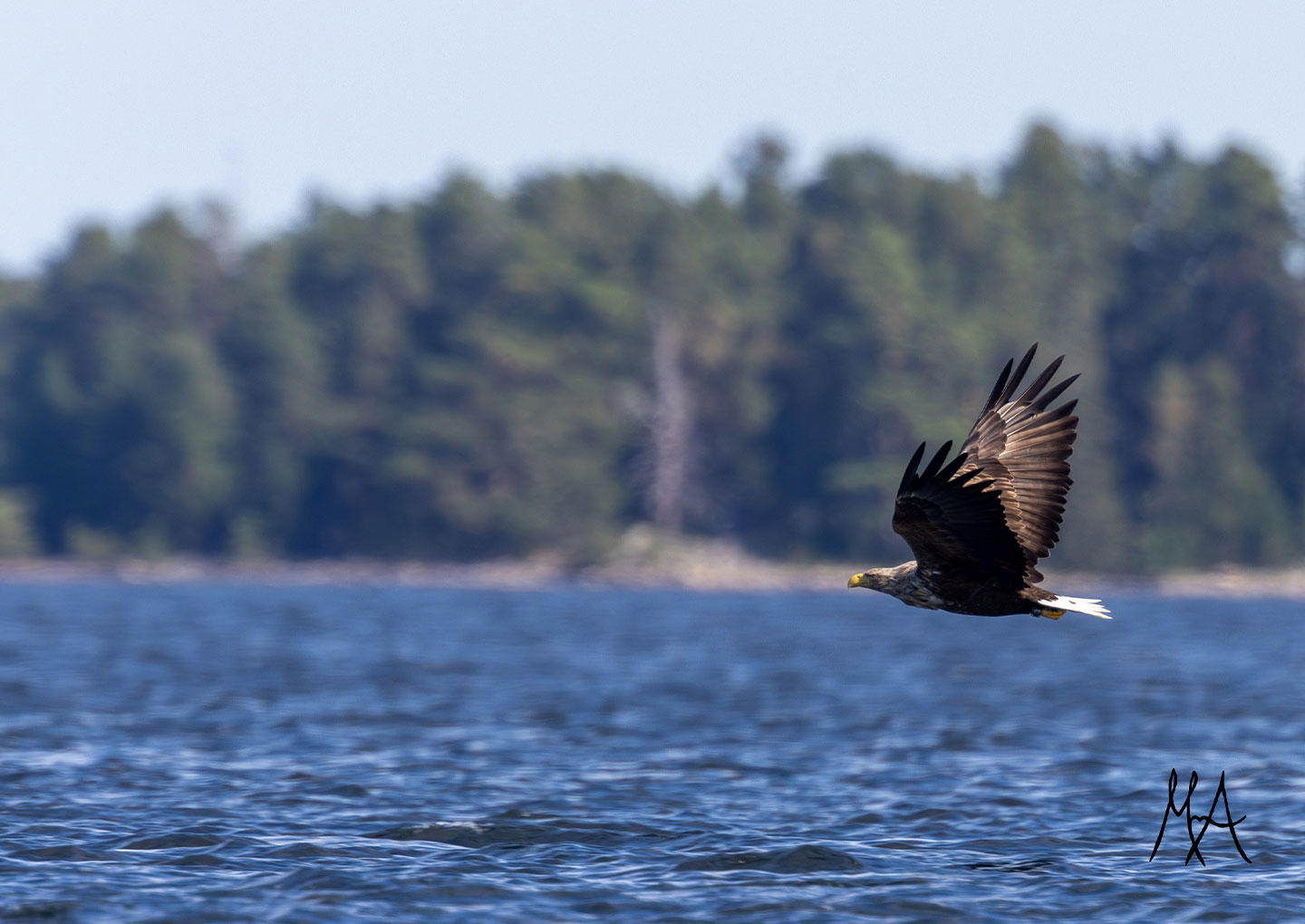 Säl & Havsörnssafari