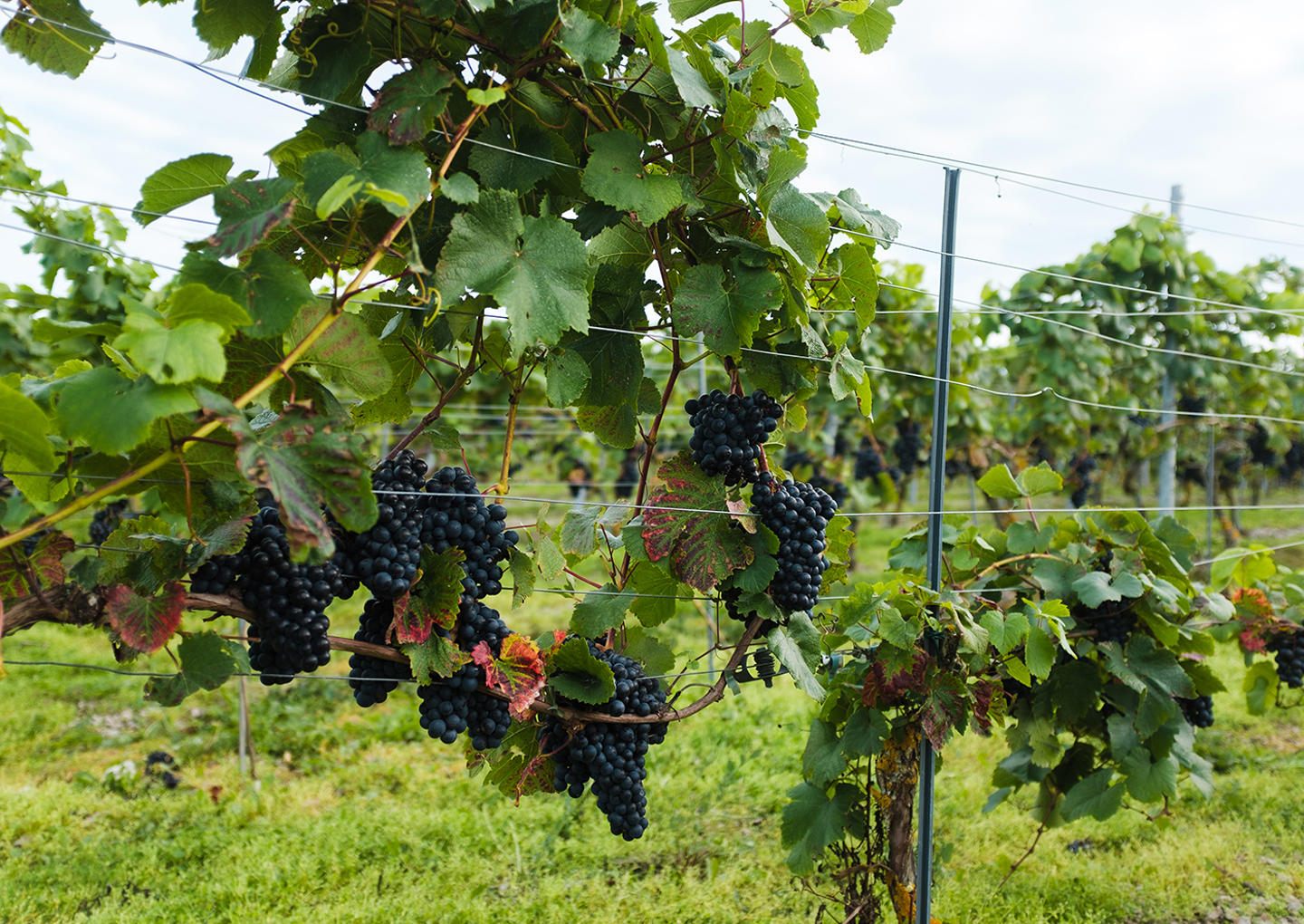 Gute Vingård Weekend