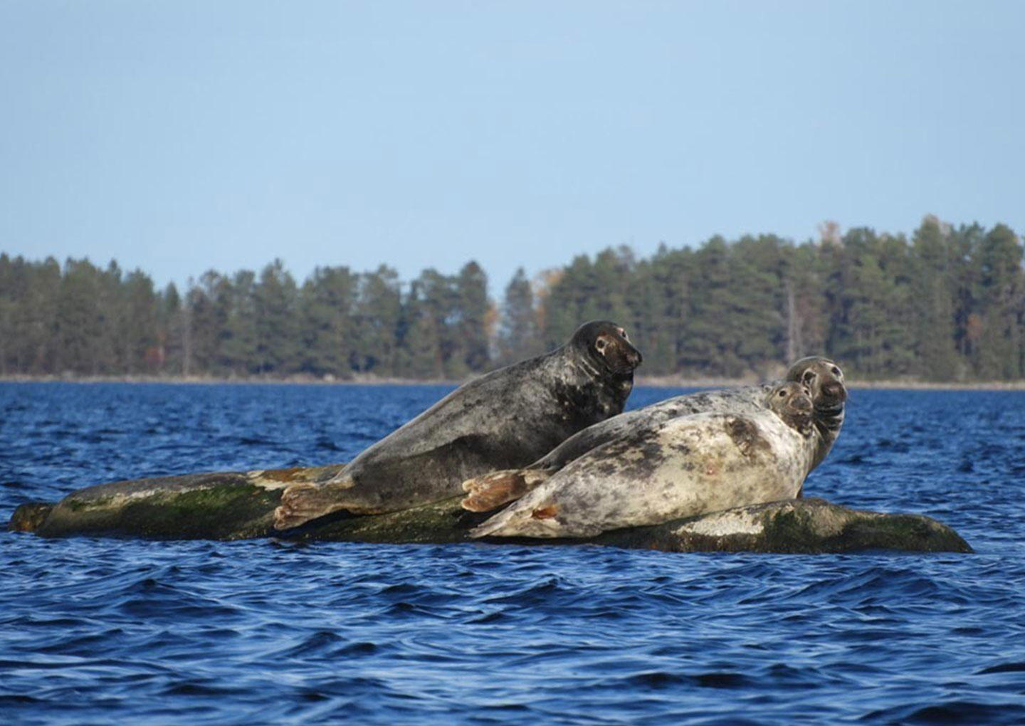 Säl & Havsörnssafari