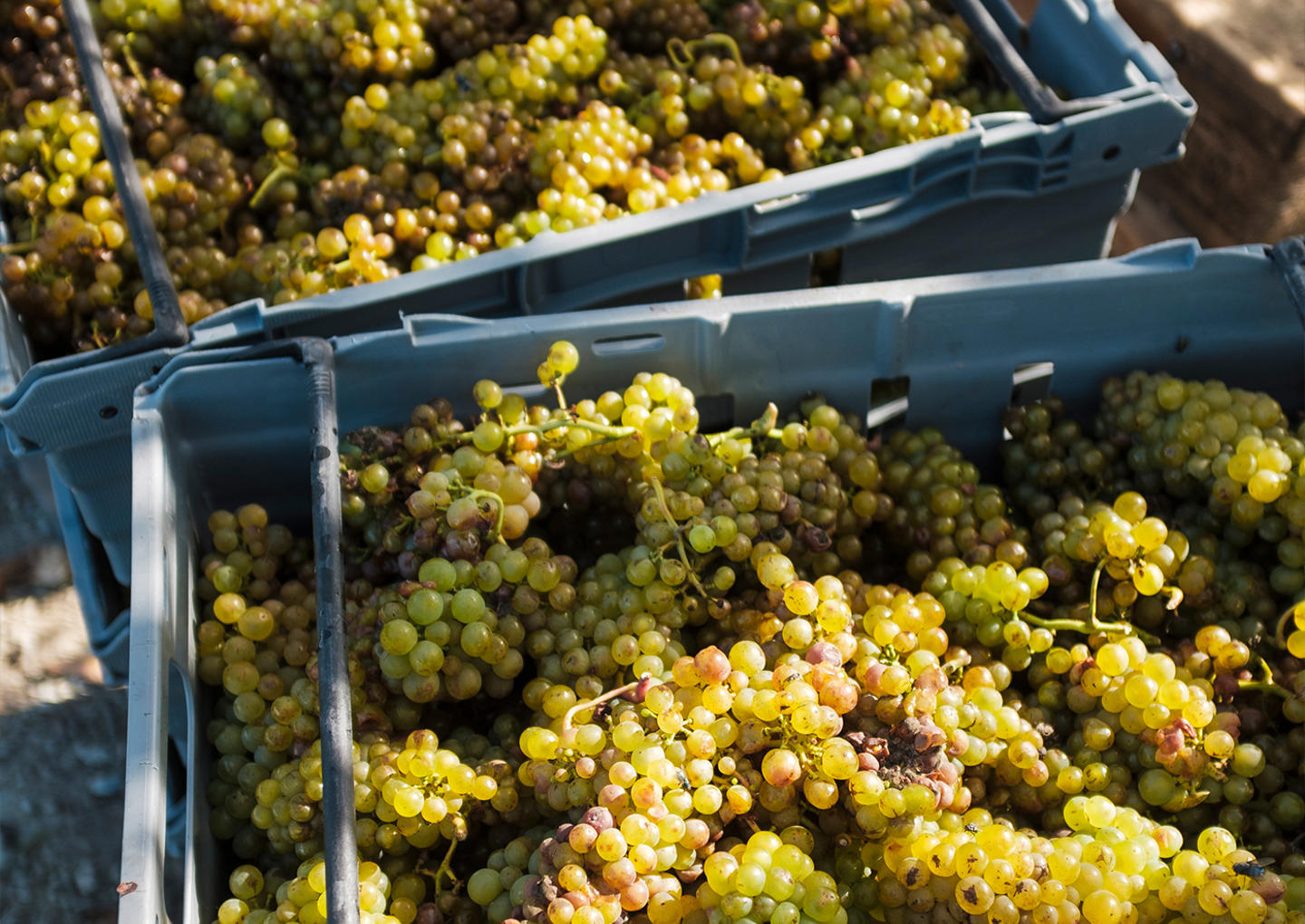 Gute Vingård Visning & Provning