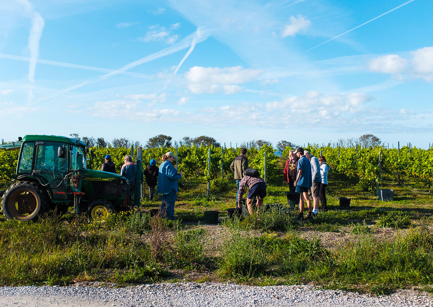 Gute Vingård Visning & Provning