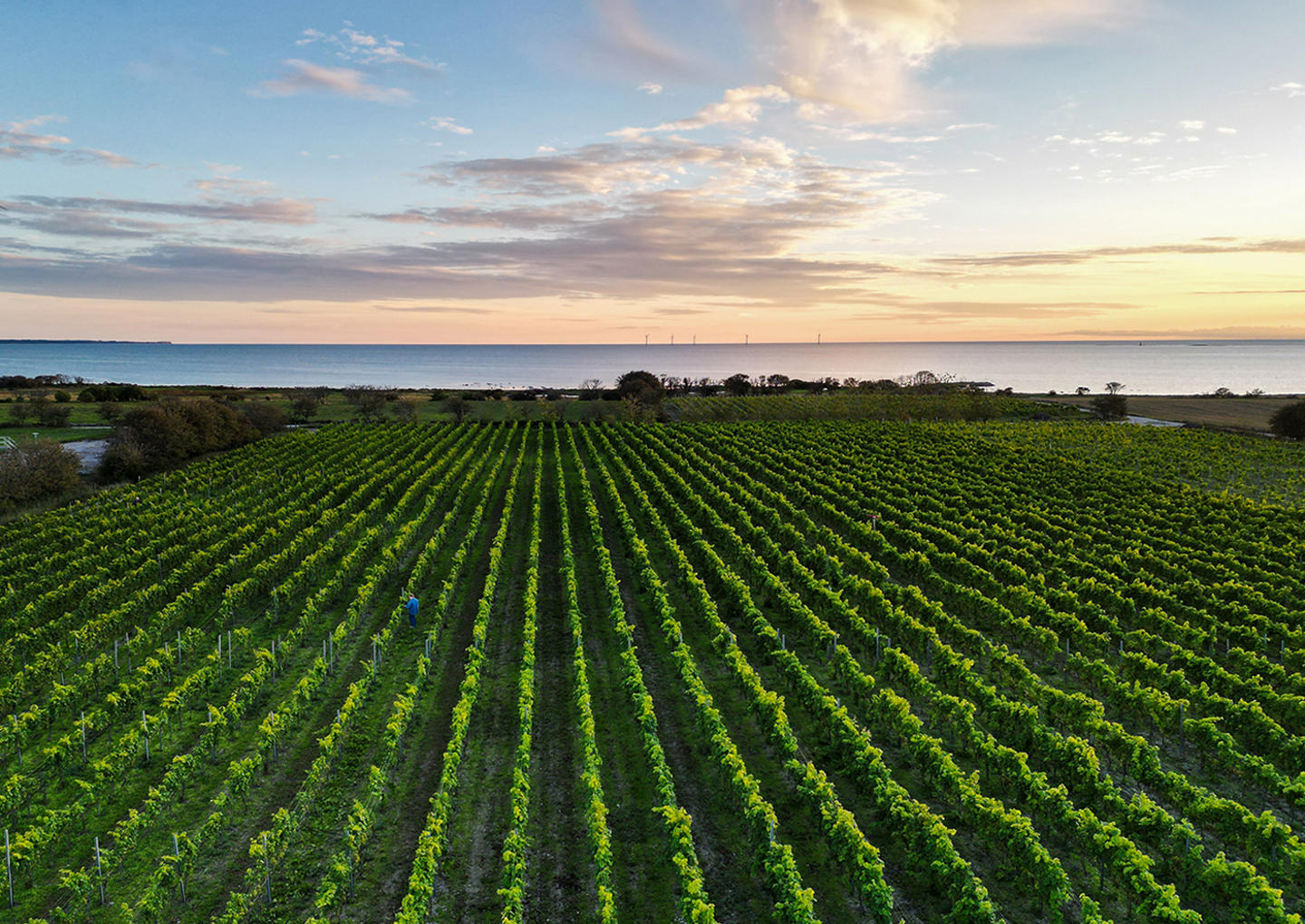 Gute Vingård Weekend