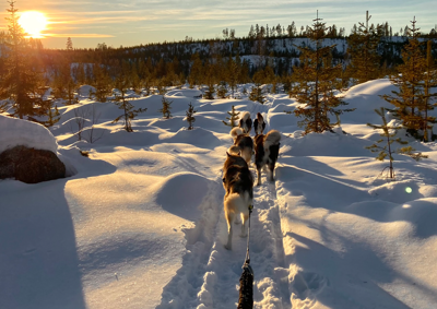 Hundspann för två