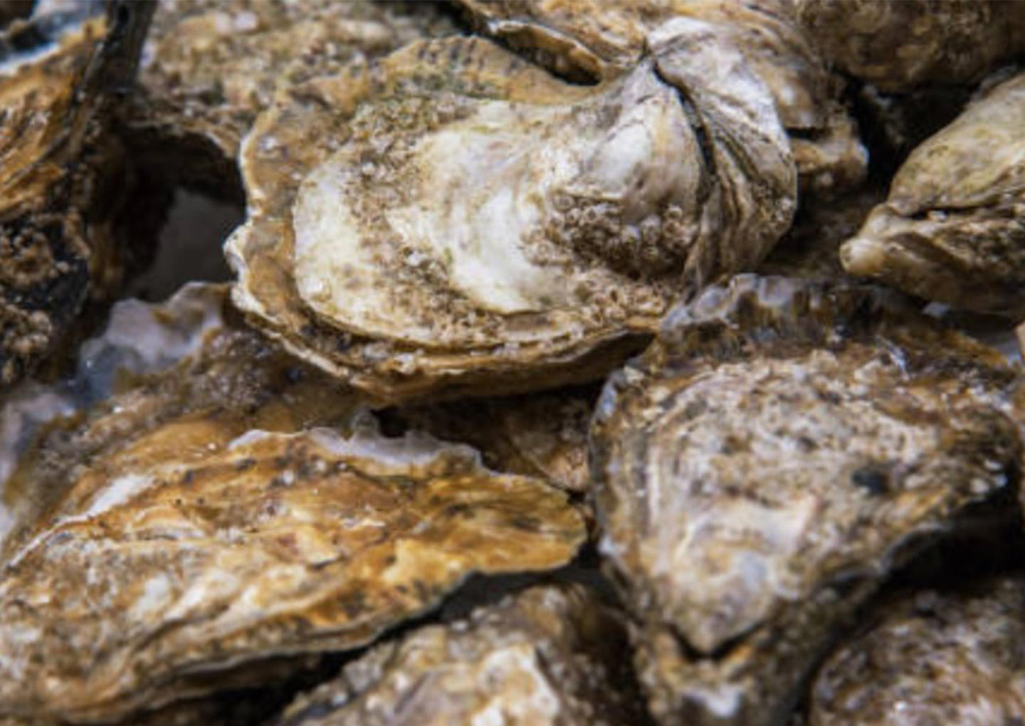 Ostronsafari för två