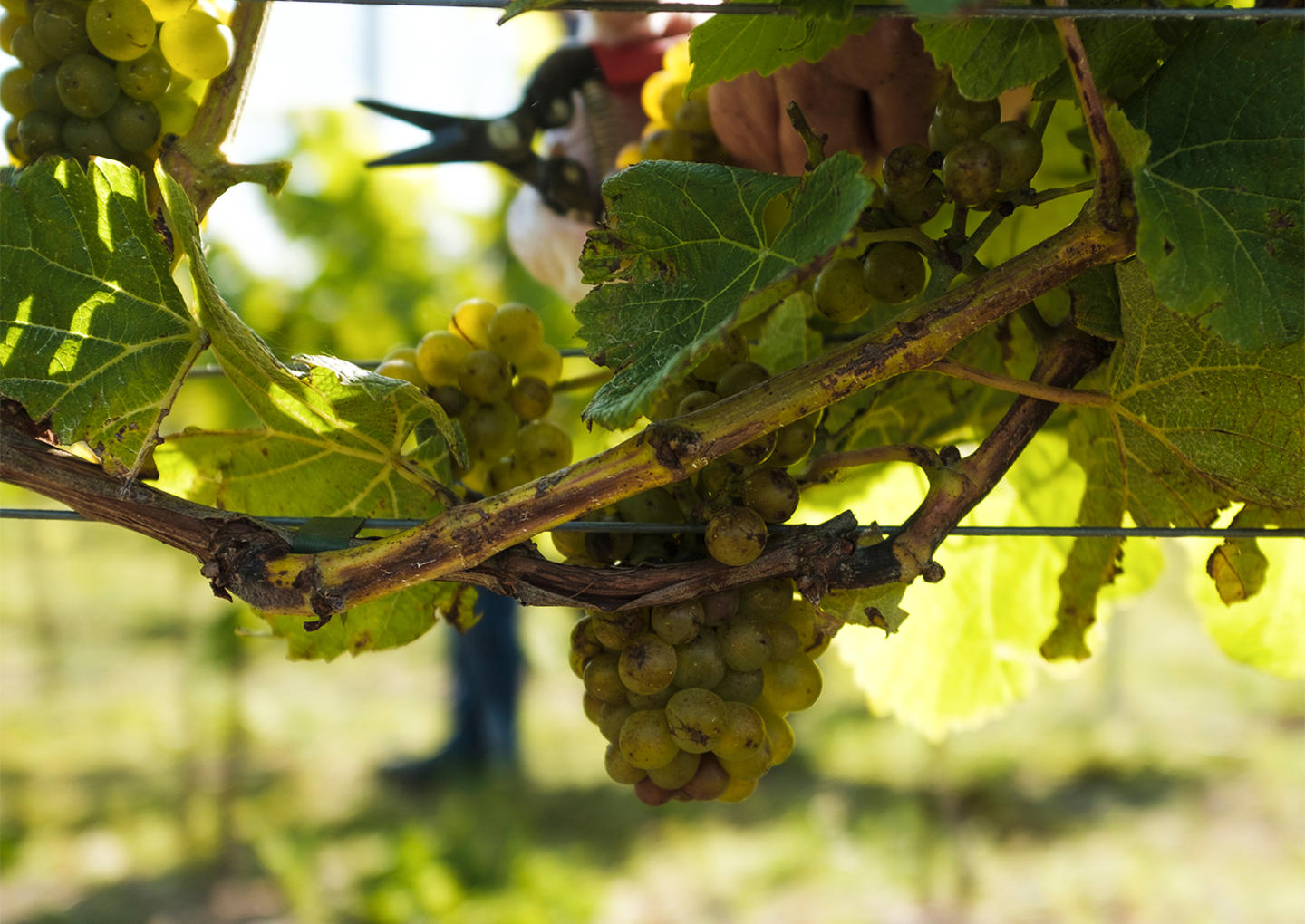 Gute Vingård Visning & provning för två